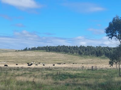 Campo forestado en Lavalleja - TM6159445