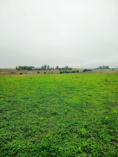 Campo 29,5 Hás. A17 Km de San José de Mayo