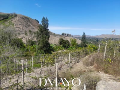 TERRENO EN VENTA -  FUNDO DE 5 HAS. CON PLANTACIONES DE UVA Y OTROS FRUTALES