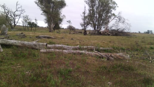 Campo en Salto