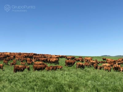 Campo en Venta - Rocha