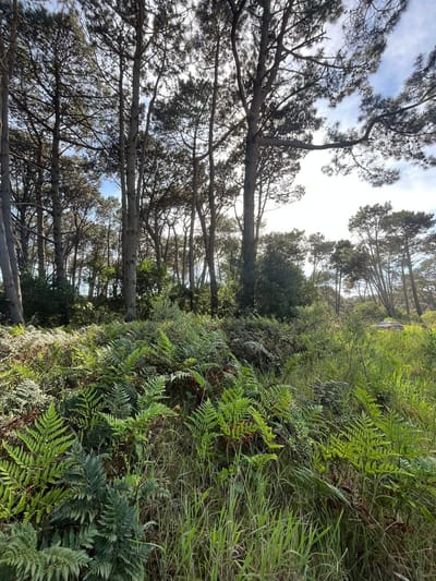 Terreno en venta en Reserva Montoya - lote 281