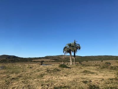 Venta de Campo en Ruta 39 a 15 km de San Carlos, Maldonado