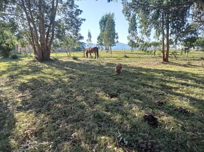 Terreno en Balneario Las Flores